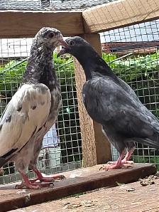 Pakistani pigeon for saIe - Photo 2