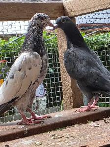 Pakistani pigeon for saIe - Photo 3