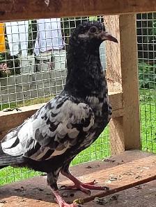 Pakistani pigeon for saIe - Photo 4