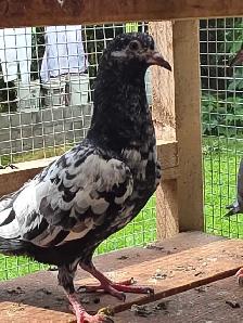 Pakistani pigeon for saIe - Photo 5
