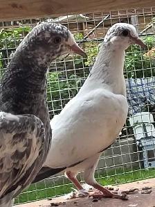 Pakistani pigeon for saIe - Photo 6