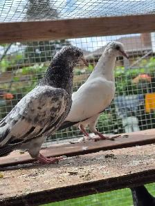 Pakistani pigeon for saIe - Photo 7