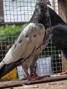 Pakistani pigeon for saIe - Photo 8