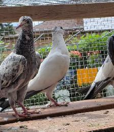 Pakistani pigeon for saIe - Photo 9