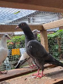 Pakistani pigeon for saIe - Photo 10