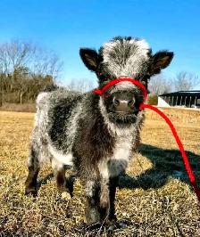 Miniature Highland Calf
