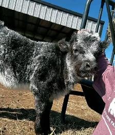 Miniature Highland Calf - Photo 2