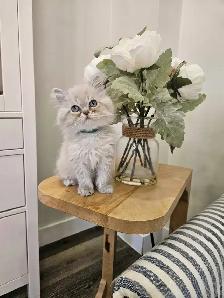 Sweet Himalayan Gentleman- Vaccinated and Microchipped