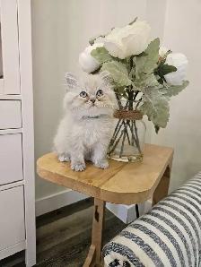Sweet Himalayan Gentleman- Vaccinated and Microchipped - Photo 2