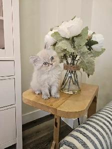 Sweet Himalayan Gentleman- Vaccinated and Microchipped - Photo 3
