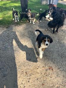 Boarder Collie cross Puppy’s for sale