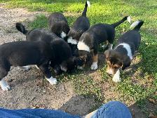 Boarder Collie cross Puppy’s for sale - Photo 2