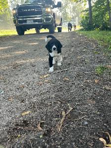 Boarder Collie cross Puppy’s for sale - Photo 3