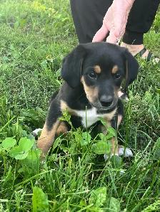 Boarder Collie cross Puppy’s for sale - Photo 4