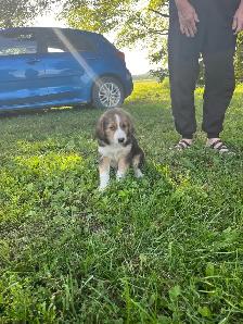 Boarder Collie cross Puppy’s for sale - Photo 5