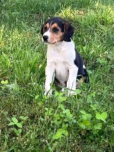 Boarder Collie cross Puppy’s for sale - Photo 6