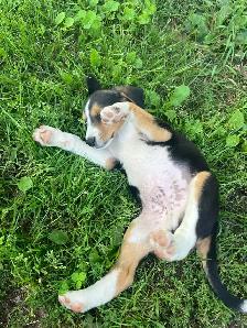 Boarder Collie cross Puppy’s for sale - Photo 7