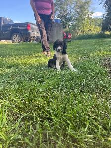 Boarder Collie cross Puppy’s for sale - Photo 8