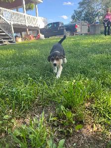Boarder Collie cross Puppy’s for sale - Photo 9