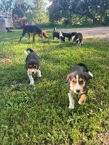 Boarder Collie cross Puppy’s for sale - Photo 10