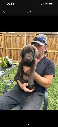 ENGLISH - AMERICAN LAB PUPS ~ 1 Chocolate Female Avail.
