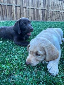 ENGLISH - AMERICAN LAB PUPS ~ 1 Chocolate Female Avail. - Photo 2