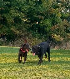 ENGLISH - AMERICAN LAB PUPS ~ 1 Chocolate Female Avail. - Photo 3