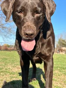 ENGLISH - AMERICAN LAB PUPS ~ 1 Chocolate Female Avail. - Photo 4