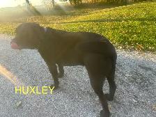 ENGLISH - AMERICAN LAB PUPS ~ 1 Chocolate Female Avail. - Photo 6