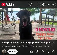 ENGLISH - AMERICAN LAB PUPS ~ 1 Chocolate Female Avail. - Photo 8