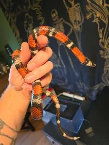 pueblan milk snake