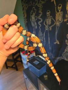 pueblan milk snake - Photo 2