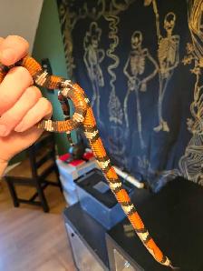 pueblan milk snake - Photo 3
