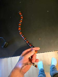 pueblan milk snake - Photo 4