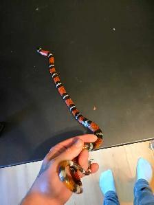 pueblan milk snake - Photo 5