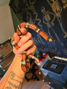pueblan milk snake - Photo 6
