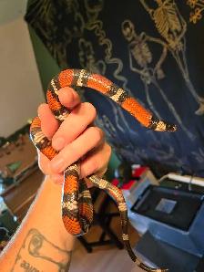 pueblan milk snake - Photo 7