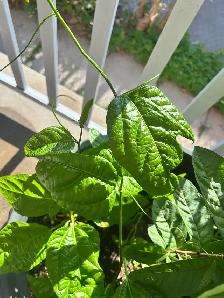 passion fruit plan for sale