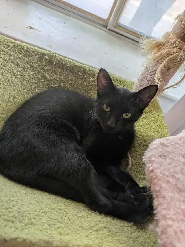 Meet Mira! Black Cat Available for Adoption