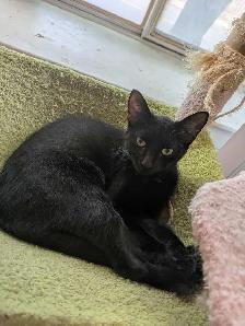 Meet Mira! Black Cat Available for Adoption