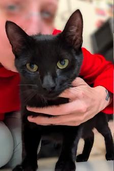 Meet Mira! Black Cat Available for Adoption - Photo 2