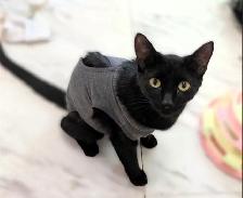 Meet Mira! Black Cat Available for Adoption - Photo 3