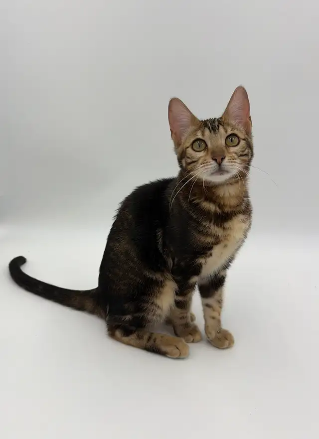 TICA Registered Bengal Kitten
