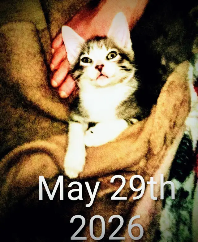 Kittens