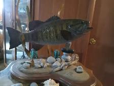 Smallmouth Bass reproduction