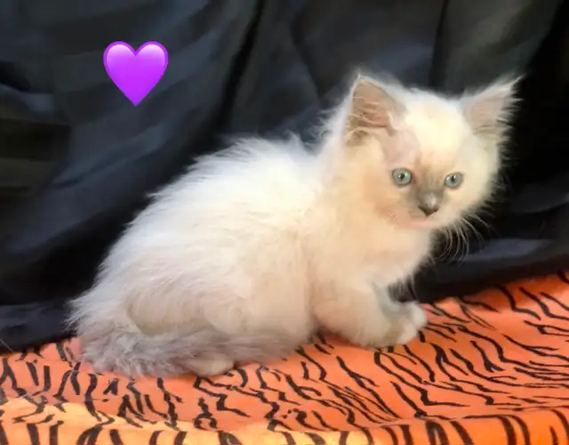 Purebred RAGDOLL KITTENS!