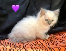 Purebred RAGDOLL KITTENS!