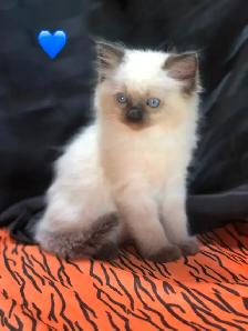 Purebred RAGDOLL KITTENS! - Photo 2