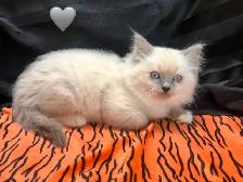 Purebred RAGDOLL KITTENS! - Photo 3