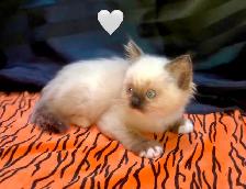 Purebred RAGDOLL KITTENS! - Photo 4